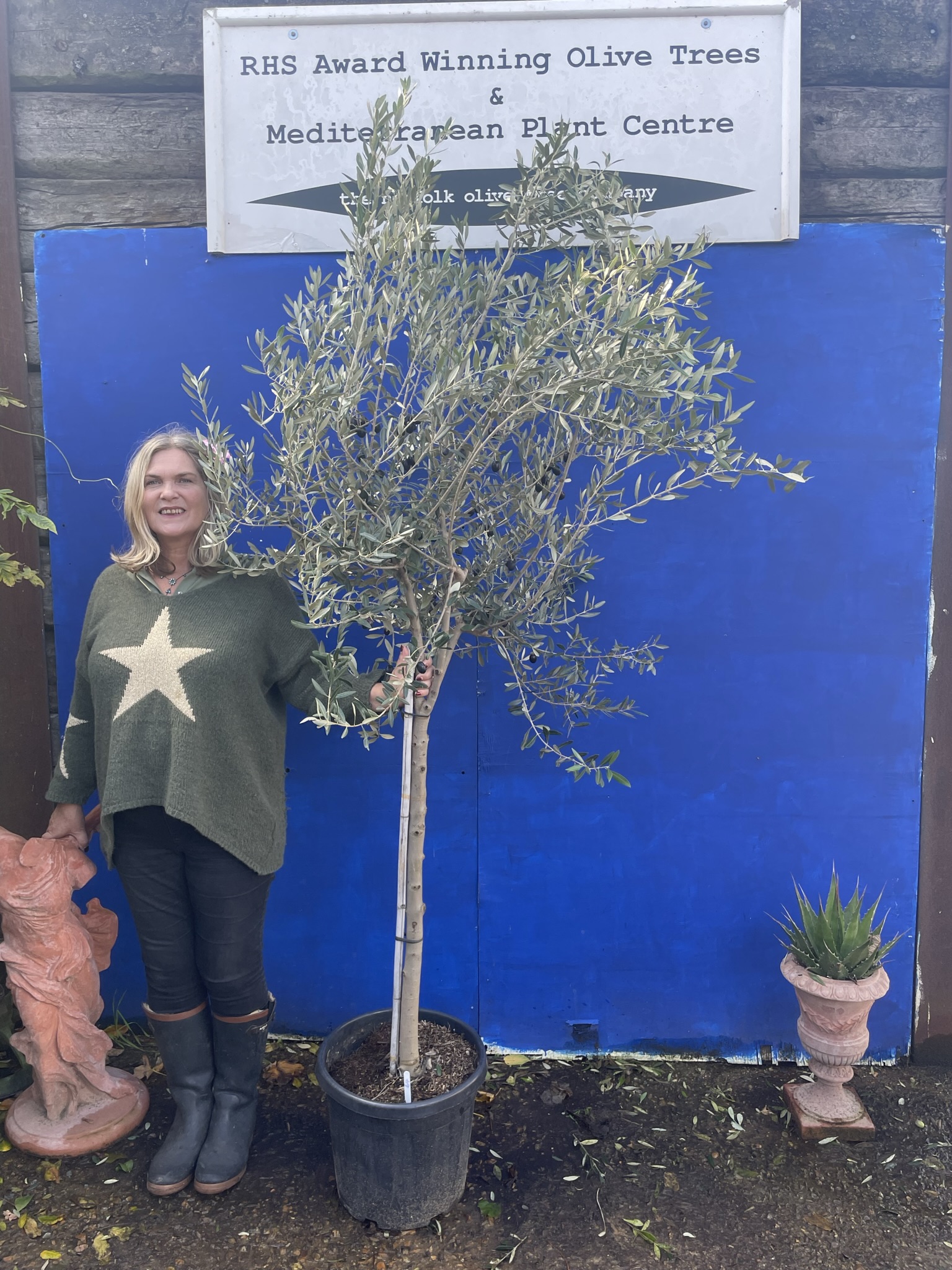 Tuscan Crown Olive Tree free delivery The Norfolk Olive Tree Company