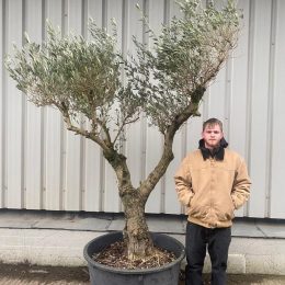 Arbequina Olive tree