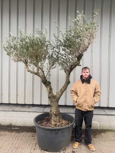 Arbequina Olive tree