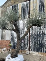 Ancient Olive Tree For Sale.