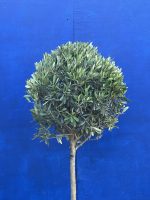 The Olive Tree Gift