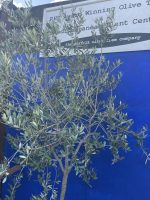 Tuscan Crown Olive Tree