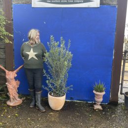 The Olive Tree Gift