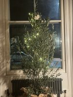 Eco friendly Christmas tree