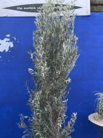 66C3614B-1CE5-4E7D-B031-FC28149BD9B4 Olea europaea ‘Cipressino’