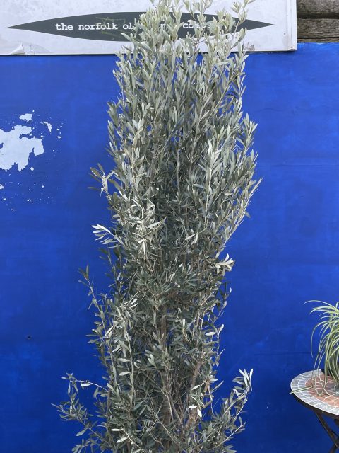 Olea europaea ‘Cipressino’