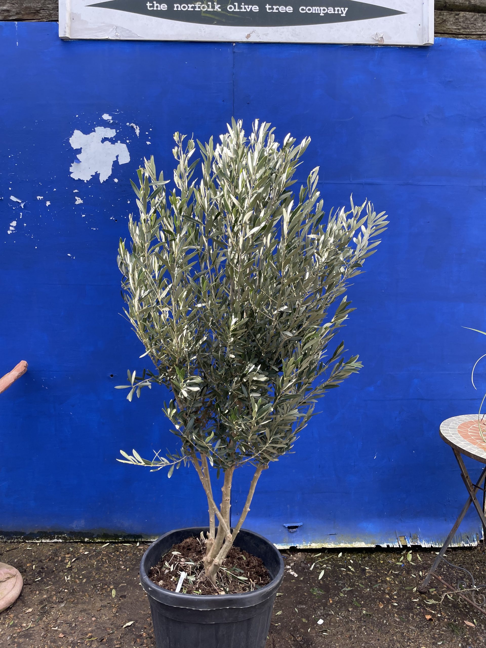 Patio Olive tree free delivery The Norfolk Olive Tree Company