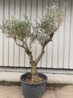 Arbequina Olive tree