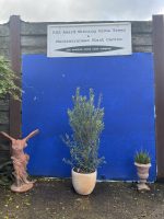 The Olive Tree Gift