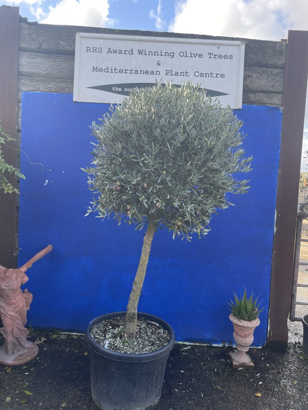 Olive Tree Topiary Ball Shaped The Norfolk Olive Tree Company