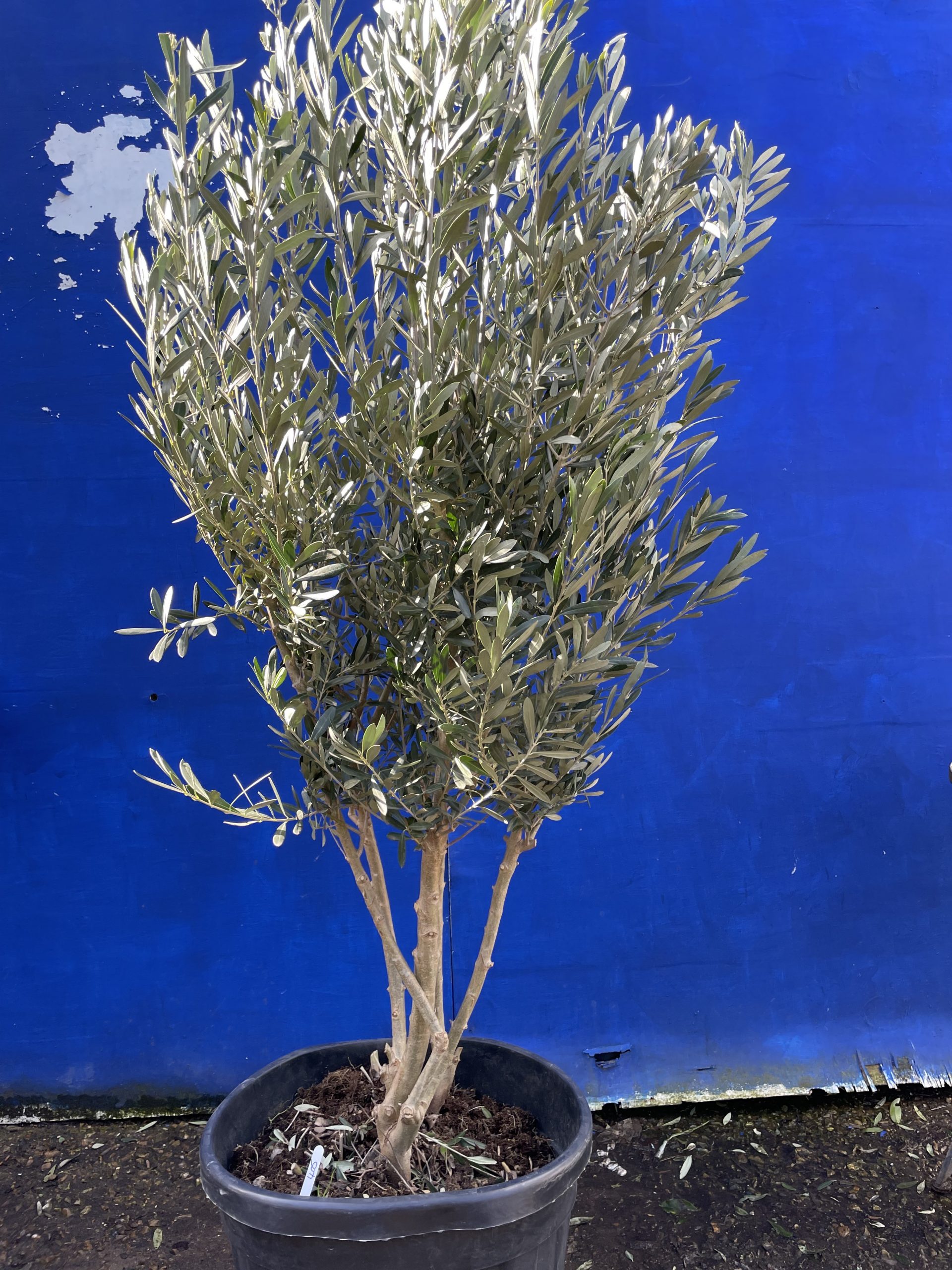 Patio Olive tree free delivery The Norfolk Olive Tree Company