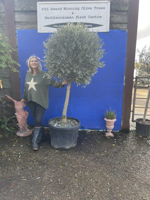 Olive Tree - Topiary Ball Shaped