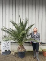 Phoenix Canareiensis