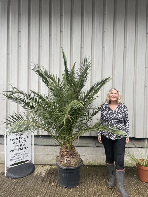 Phoenix Canareiensis