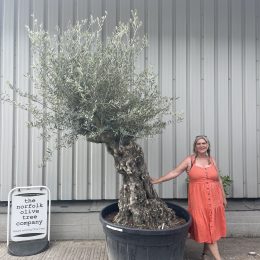 Smooth stem branched Olive tree