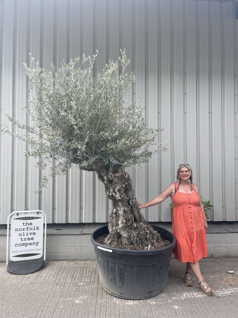 Smooth stem branched Olive tree