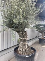 Smooth stem branched Olive tree