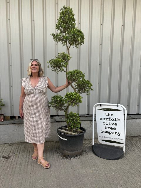 Pom Pom Olive tree for sale.