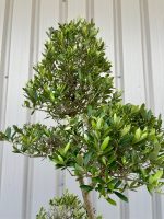Pom Pom Olive tree for sale.