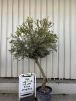 Arbequina Olive tree
