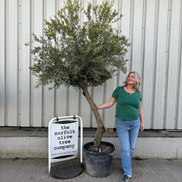 Arbequina Olive tree-delivery included.