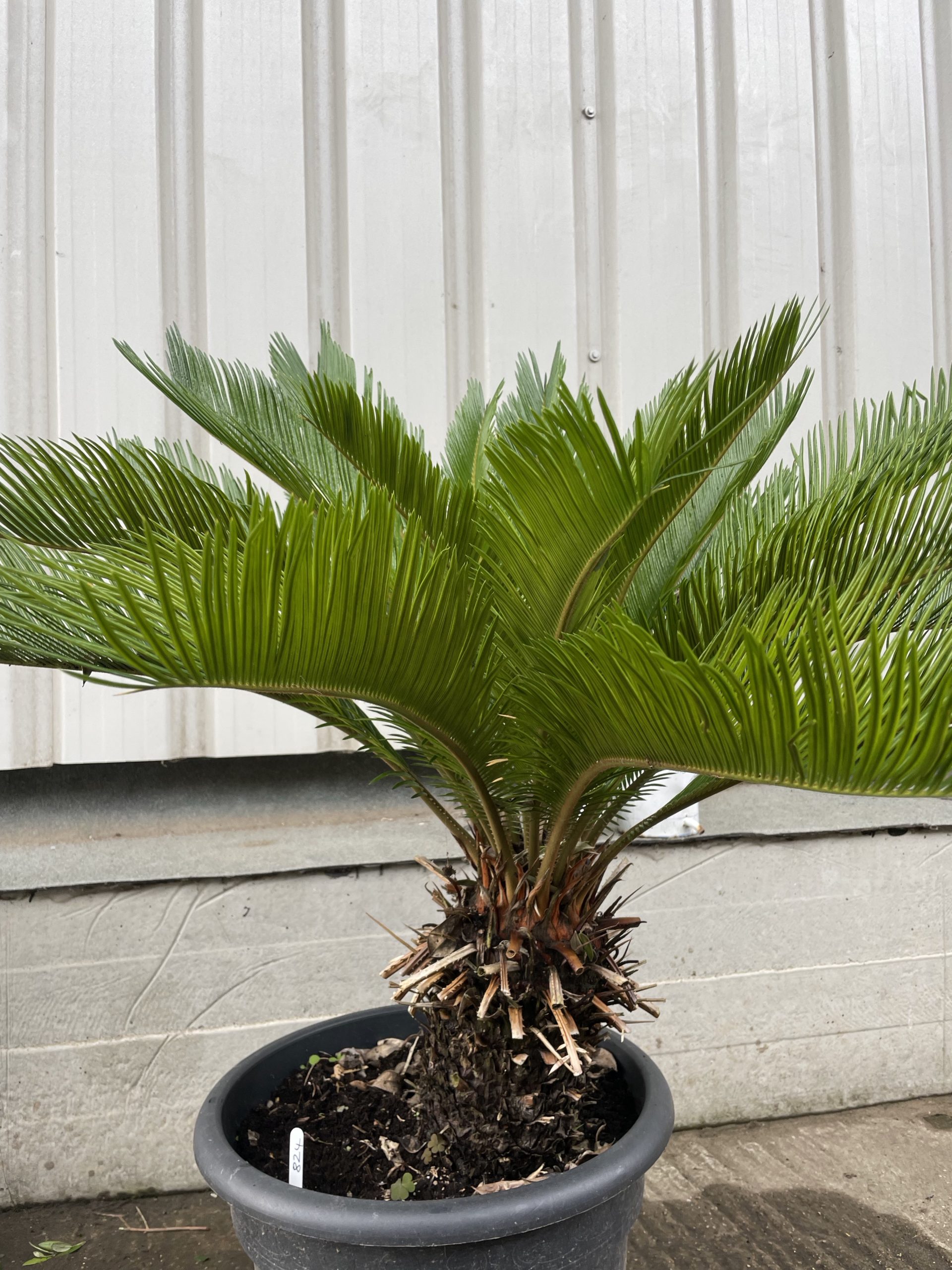 Japanese Sago Palm delivery included