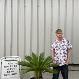 Japanese Sago Palm