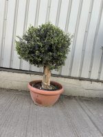 Olive Tree - Topiary Ball Shaped