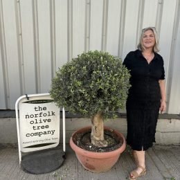 Olive Tree - Topiary Ball Shaped