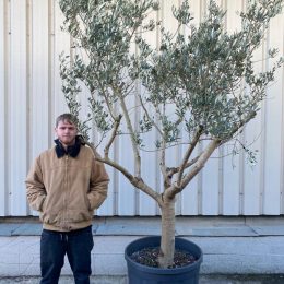 Tuscan Crown Olive Tree