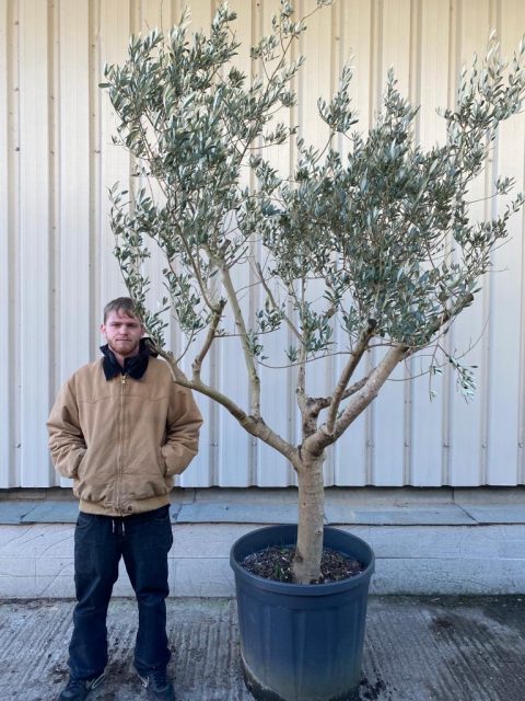 Tuscan Crown Olive Tree