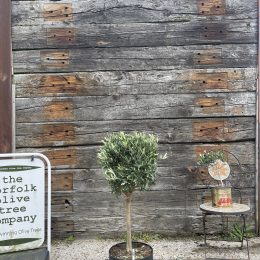 1/2 Standard Olive tree