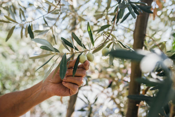 5 Reasons to Grow an Olive Tree