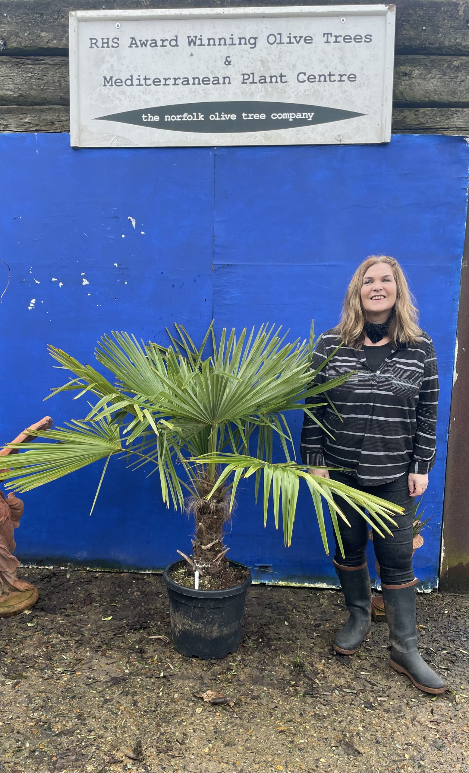 Trachycarpus fortunei palm tree - The Norfolk Olive Tree Company