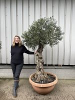 Gnarled Olive tree bonsai bowl