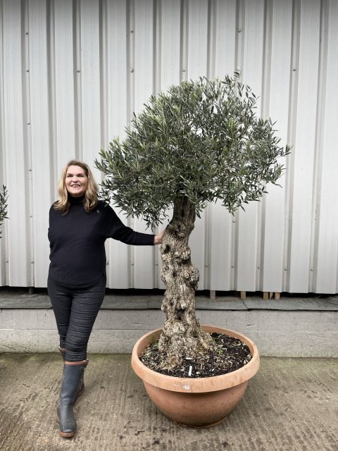 Gnarled Olive tree bonsai bowl