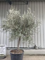 Mature Tuscan Olive tree
