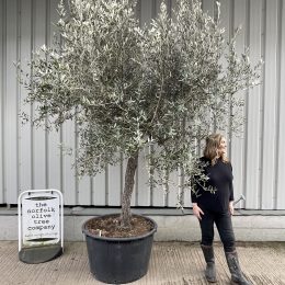 Mature Tuscan Olive tree