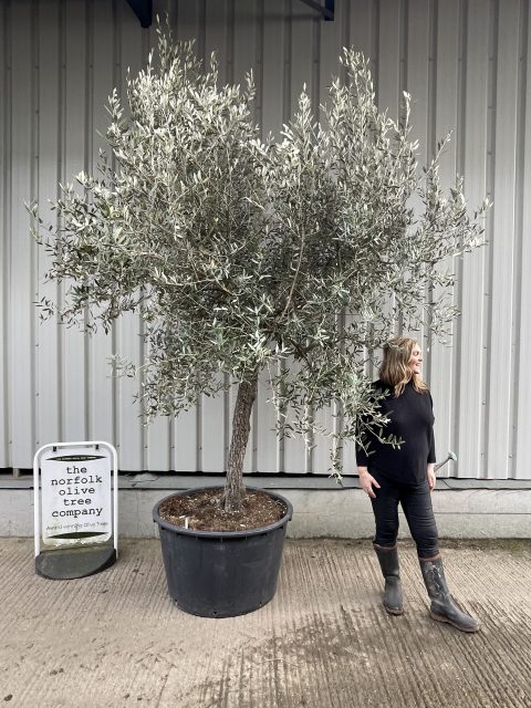Mature Tuscan Olive tree