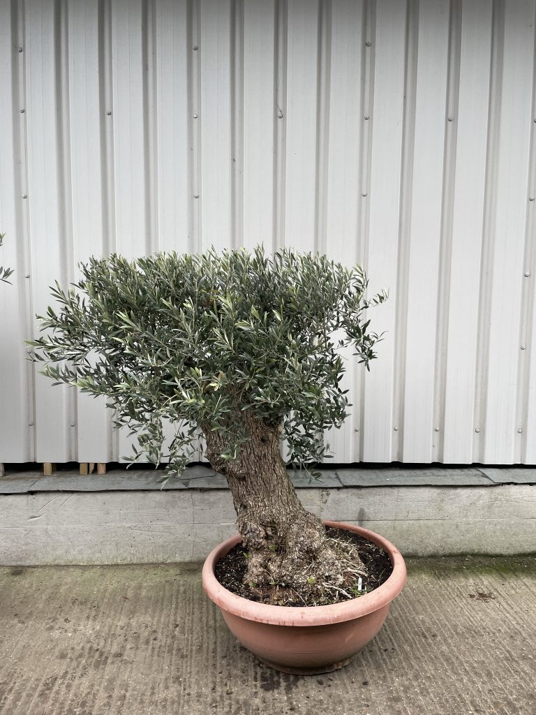 Bonsai Olive tree The Norfolk Olive Tree Company