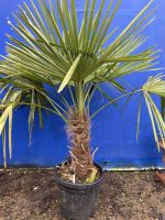 Trachycarpus fortunei palm tree