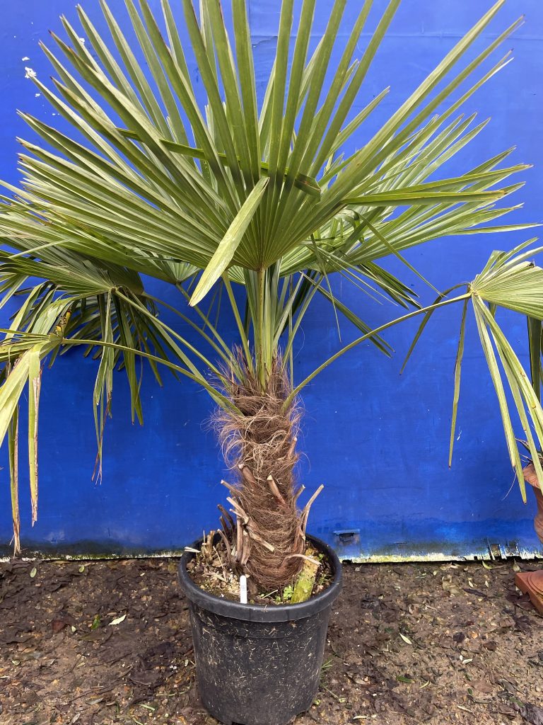 Trachycarpus Fortunei Palm Tree The Norfolk Olive Tree Company Trachycarpus Fortunei Palm Tree The Norfolk Olive Tree Company
