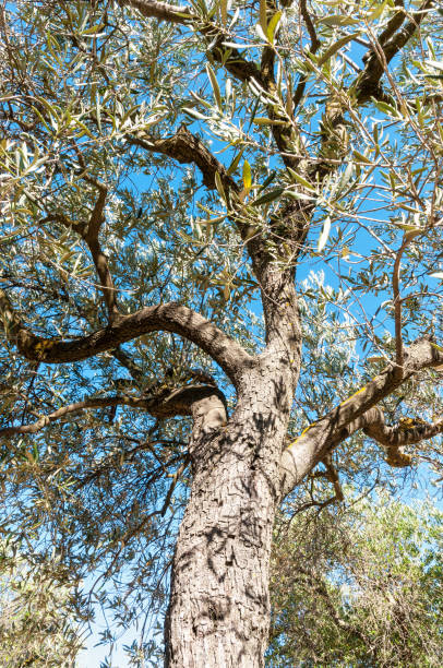 5 Reasons to Grow an Olive Tree