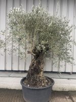 Large olive tree gnarled trunk