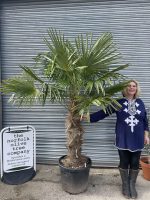 Trachycarpus fortunei palm tree