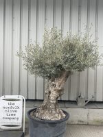 Large olive tree gnarled trunk