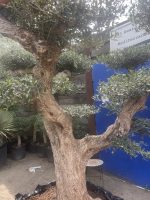 Large gnarled cloud Olive tree