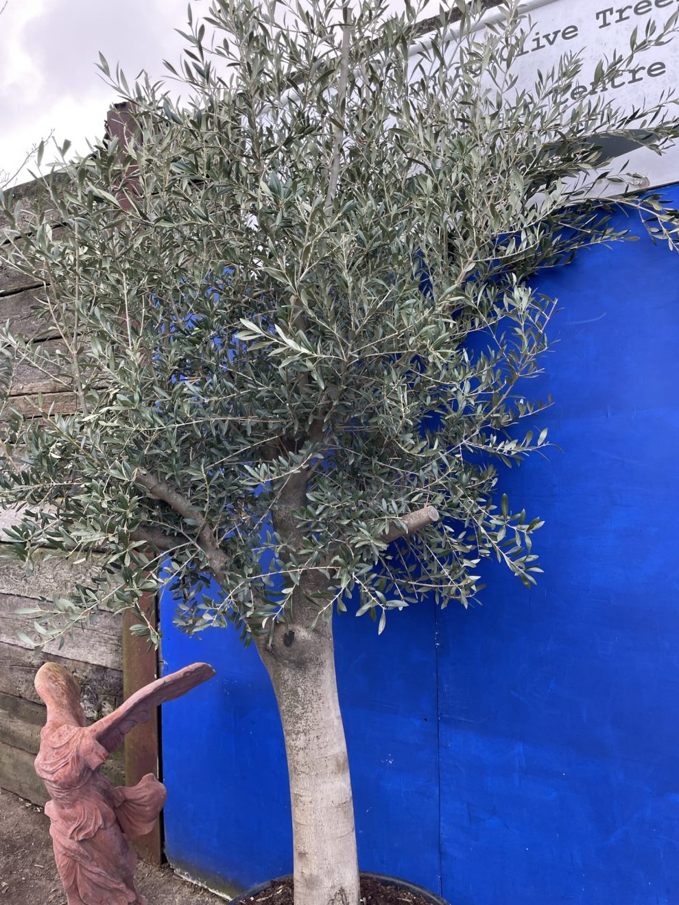 Mature Olive tree The Norfolk Olive Tree Company