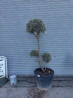 Pom Pom Olive Tree for sale