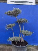 Bonsai Olive tree